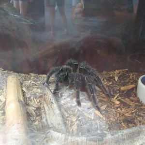 Tarantula ID