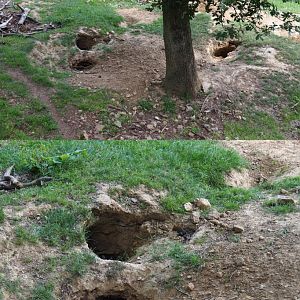 Wild European badger sett, 2020-07-12
