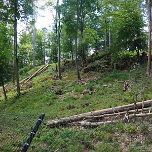 European wolverine exhibit, 2020-07-12