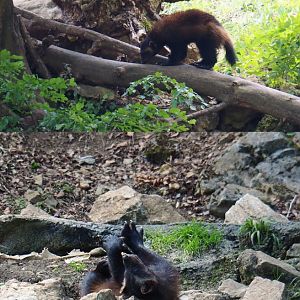 European wolverine (Gulo gulo gulo), 2020-07-12
