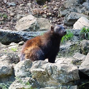 European wolverine (Gulo gulo gulo), 2020-07-12
