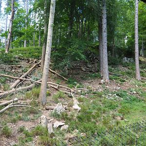 European wolverine exhibit, 2020-07-12