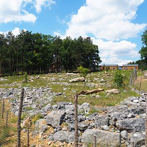 First and newest Eurasian brown bear exhibit, 2020-07-12