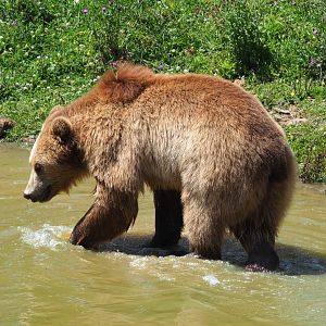 Eurasian brown bear (Ursus arctos arctos), 2020-07-12
