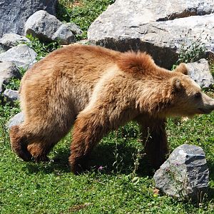 Eurasian brown bear (Ursus arctos arctos), 2020-07-12
