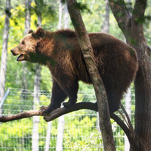 Eurasian brown bear (Ursus arctos arctos) in a tree, 2020-07-12
