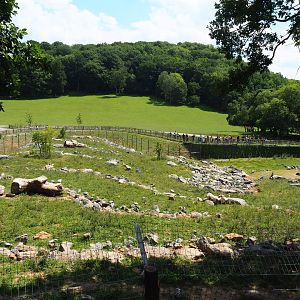 First and newest Eurasian brown bear exhibit, 2020-07-12