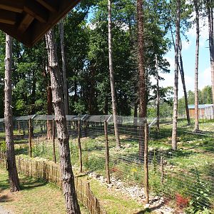 First and newest Eurasian brown bear exhibit, 2020-07-12