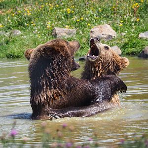 Eurasian brown bears (Ursus arctos arctos) wrestling in the pool, 2020-07-12