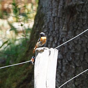 Wild  Common redstart (Phoenicurus phoenicurus), 2020-07-12
