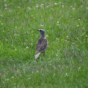 Wild Mistle thrush (Turdus viscivorus), 2020-07-12