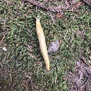 Pacific banana slug