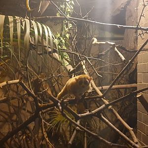 Pygmy Slow Lori