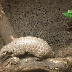 Chinese Pangolin