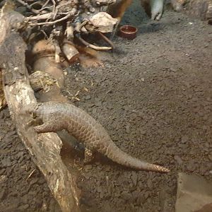 Chinese Pangolin