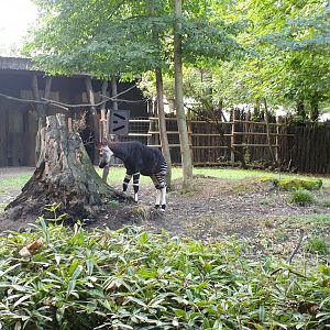 Okapi