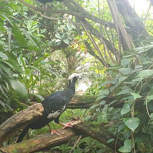 Blue-throated Piping-guan
