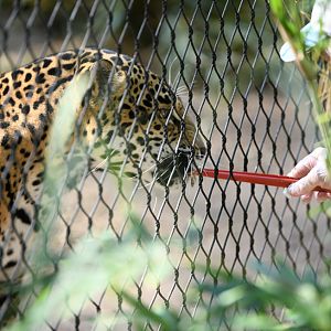 jaguar getting medicine (in meat)