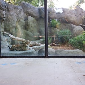 jaguar exhibit
