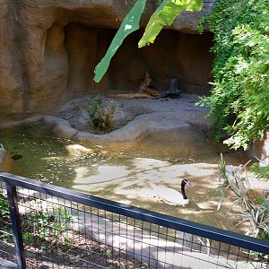 new black-necked swan exhibit
