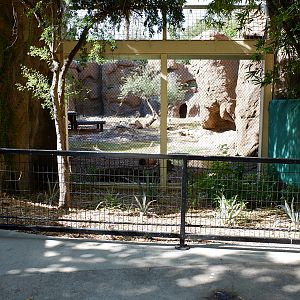 lion viewing with chain link removed