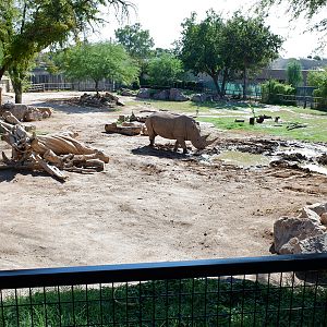 white rhino and spekes gazelle exhibit