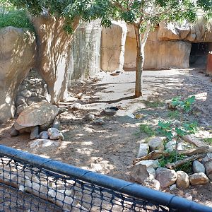 new Aldabra tortoise exhibit