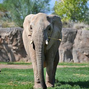 female bush elephant