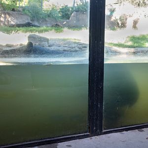 underwater tapir viewing (former capybara)