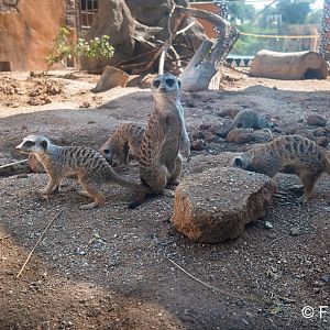 meerkat family