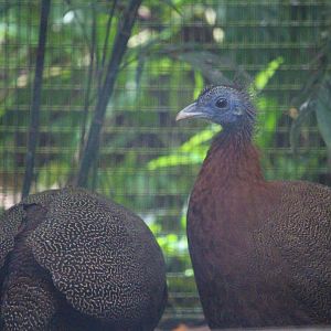 Argusianus argus / Great Argus (females)