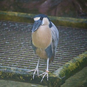 Boat-Billed Heron (Cochlearius cochlearius)