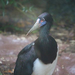 Ciconia abdimii / Abdim's Stork
