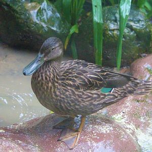Anas melleri / Madagascan Meller's Duck