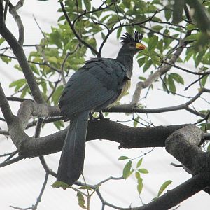 Corythaeola cristata / Great Blue Turaco