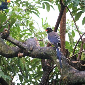 Urocissa & Great Blue