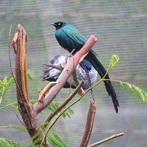 Lamprotornis caudatus / Long-tailed glossy starling