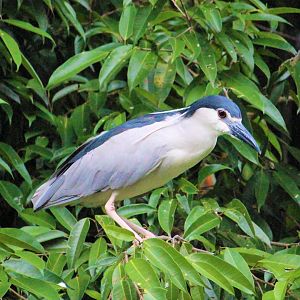 Wild Nycticorax nycticorax / Black-crowned night heron