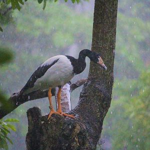 Anseranas semipalmata / Magpie-Goose