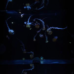 High seas - jellyfish