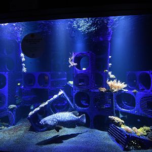 Artificial coral reef