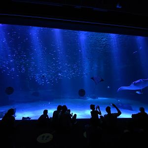 Main view into the open ocean tank