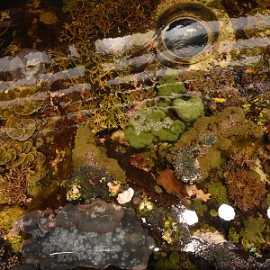 Coral reef from above