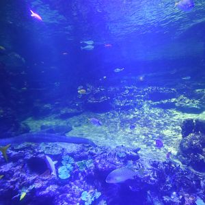 Lagune, coral reef from below