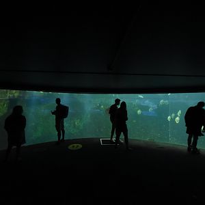 Shark tank lower view