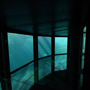 Californian Sea Lion tunnel