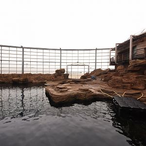 Californian Sea Lions with beach view