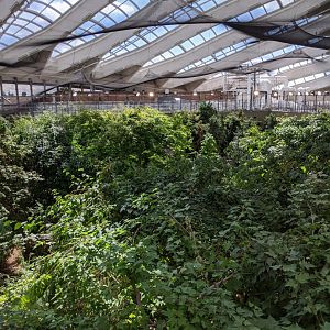 Laurentian Maple Forest 2 - view from the Mezzanine - reopening 31-08-2020