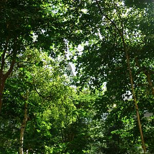 Laurentian Maple Forest 1 - view from the path - reopening 31-08-2020