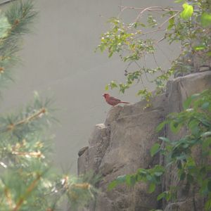 Red cardinal - reopening 31-08-2020